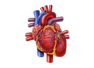 Illustration of coronary arteries of the heart